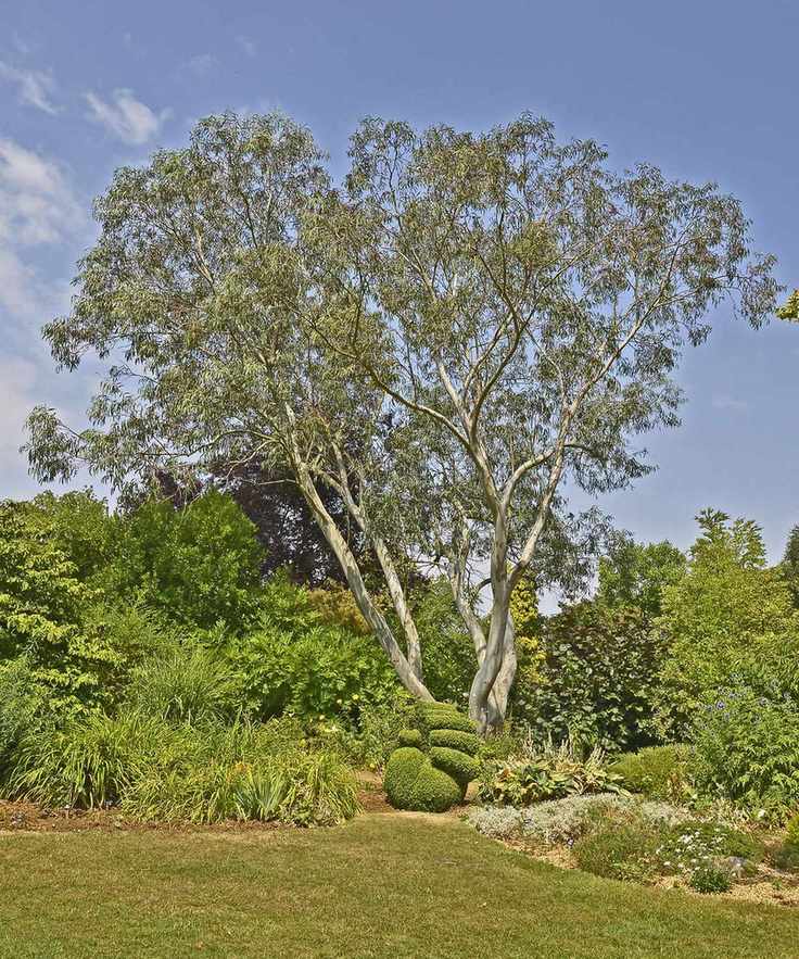 An impressive Eucalyptus pauciflora niphophila 'Snow Gum'