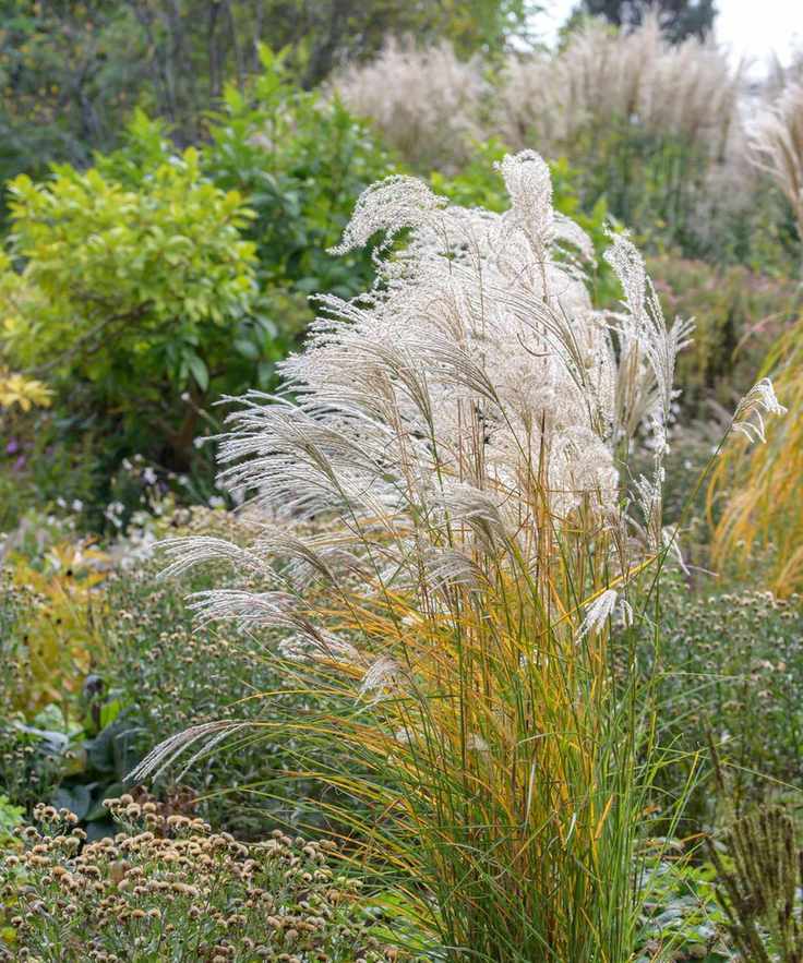 Miscanthus 'Kleine Fontäne'