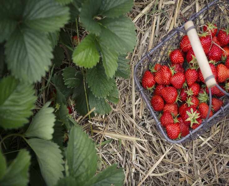 strawberry plant