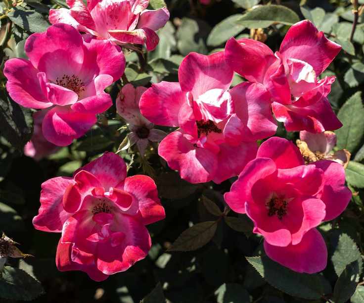 Flowers of Rosa 'Pink Knock Out'