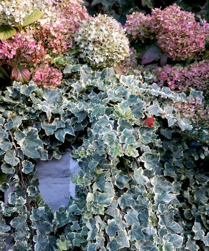 trailing ivy in fall container display