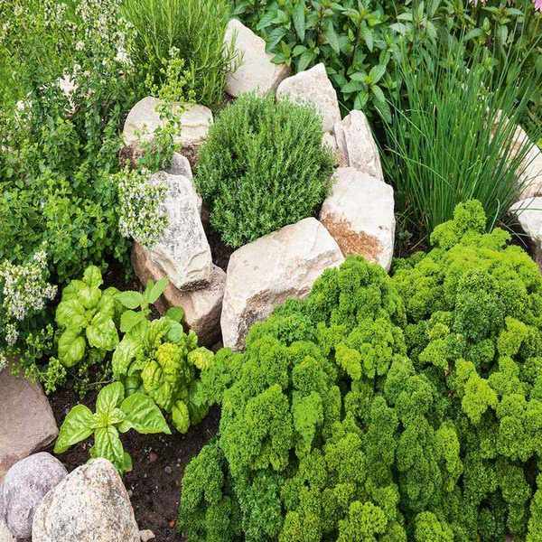 Rockery containing herbs including thyme, basil, rosemary, parsley and chives