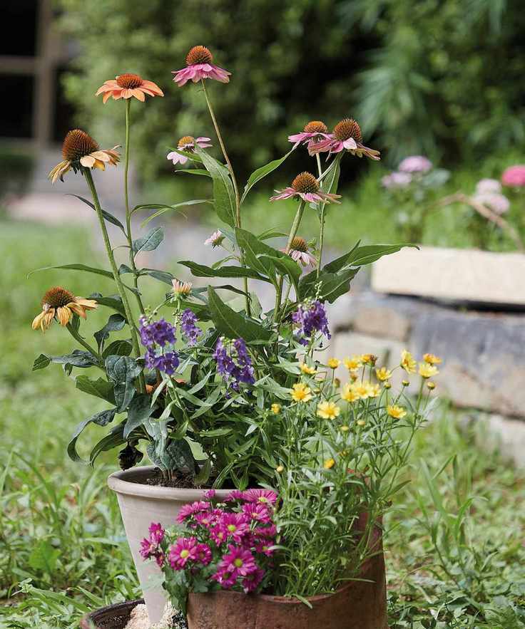 Orange and pink coneflowers blooming in a pot