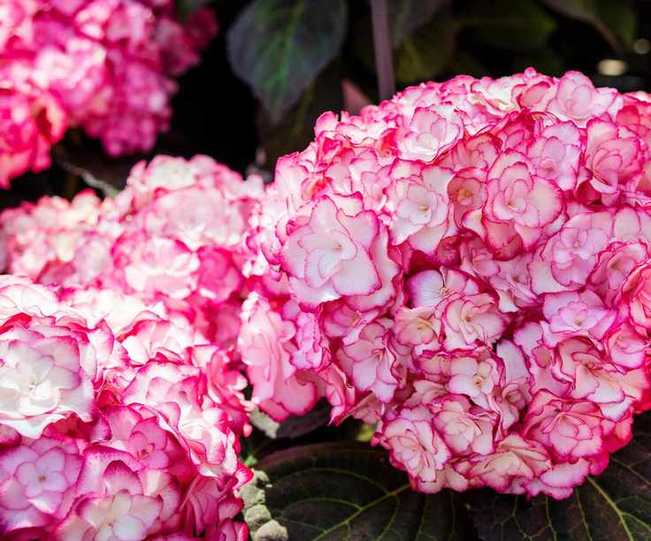 hydrangea Miss Saori flowering in summer display