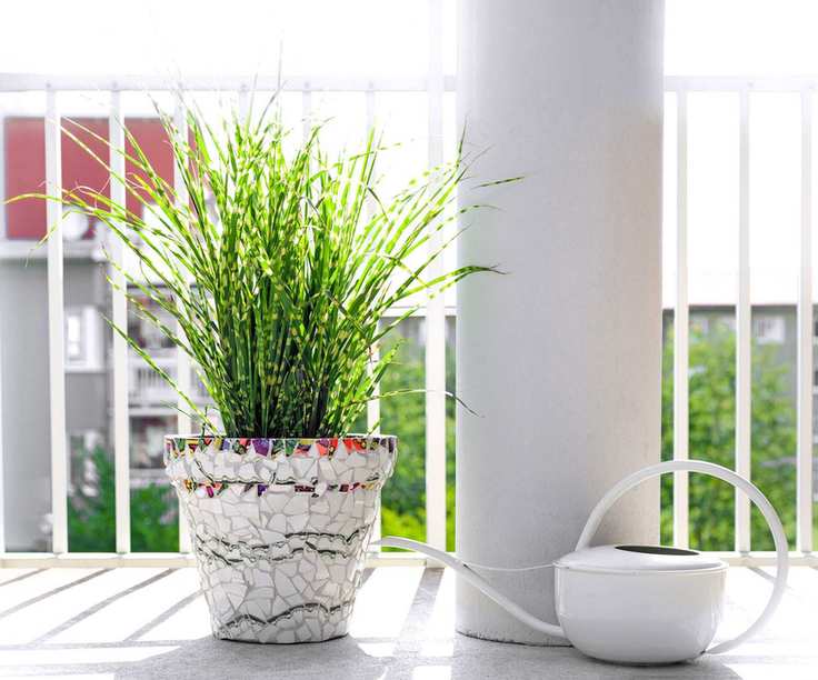 miscanthus zebra grass in container