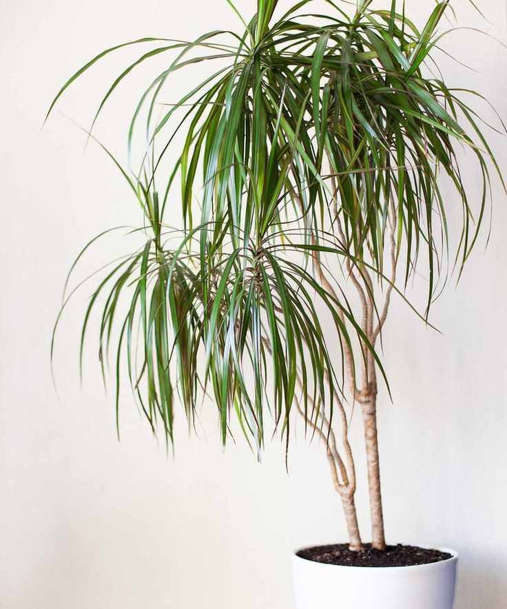 Houseplant dracaena in a white pot on a light grey background