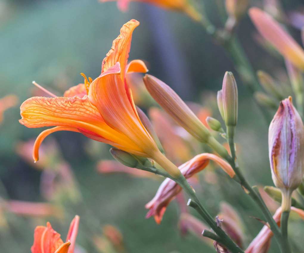 daylily