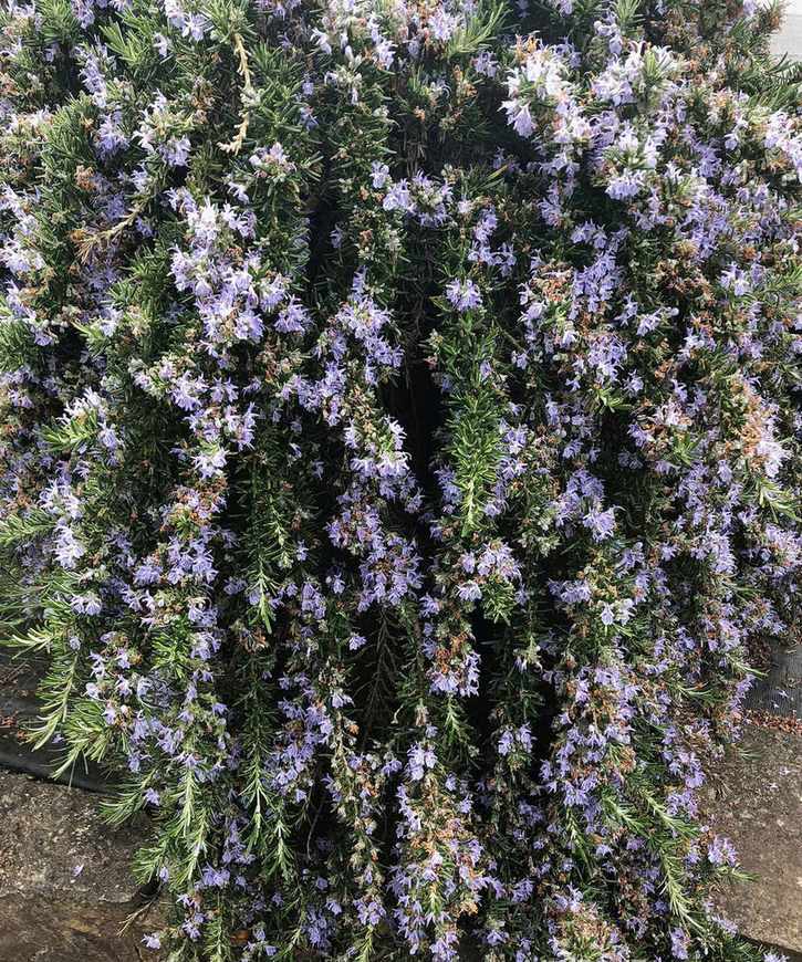 rosemary grown as an aromatic herb