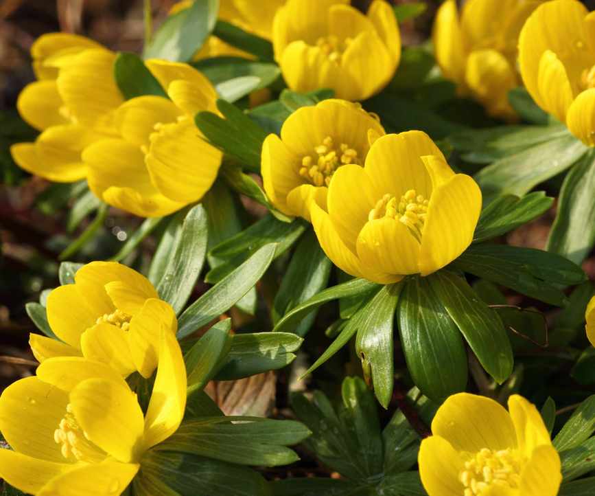 winter aconites in flower en masse