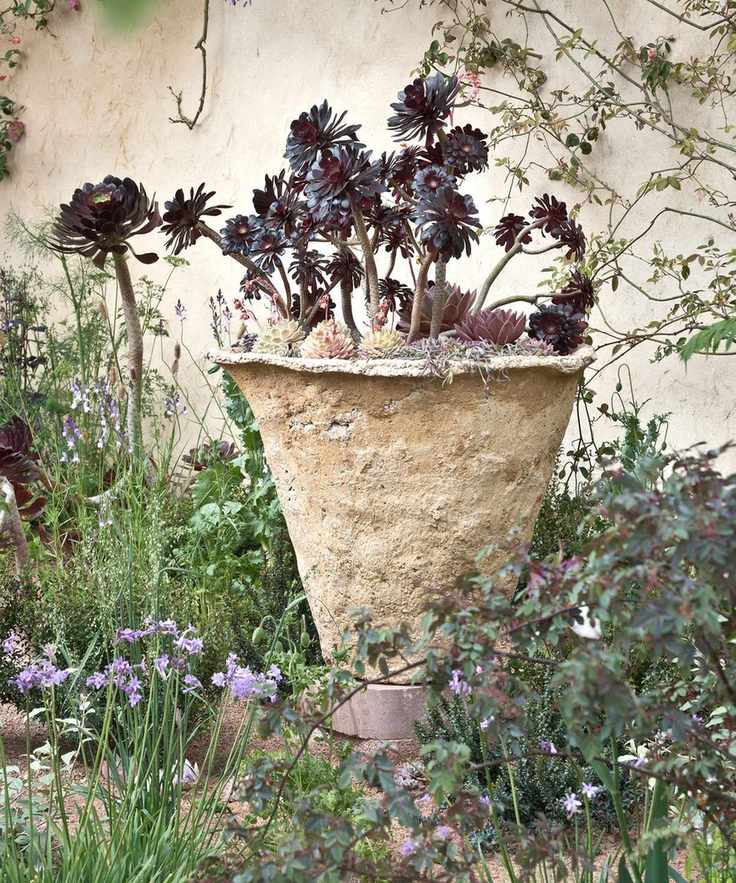 black aeoniums growing in a container