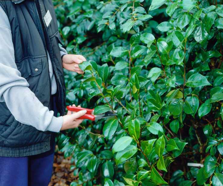 Trimming an evergreen camellia with pruning shears