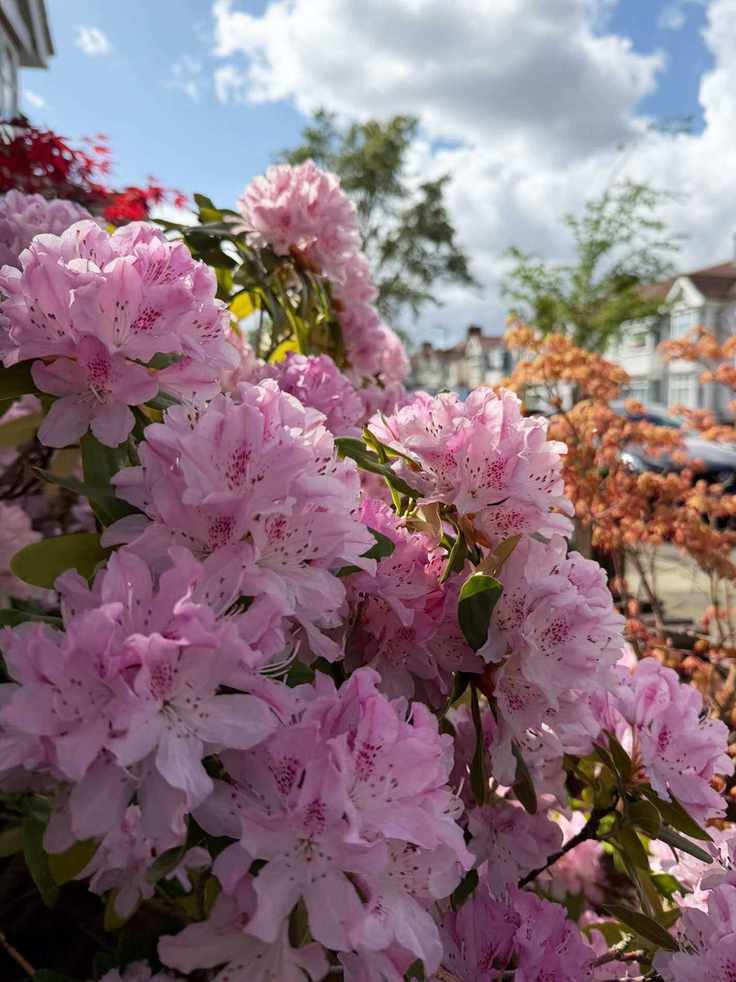 Pink Rhododendron in the spring