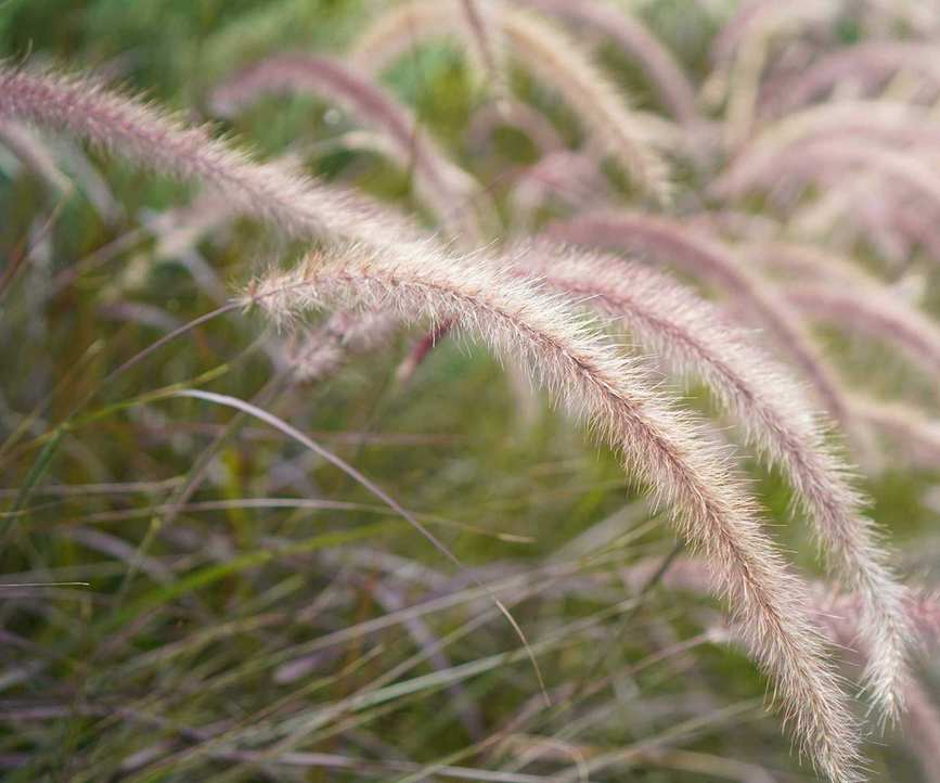 ornamental grasses