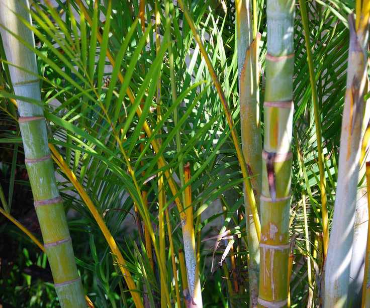 Bamboo