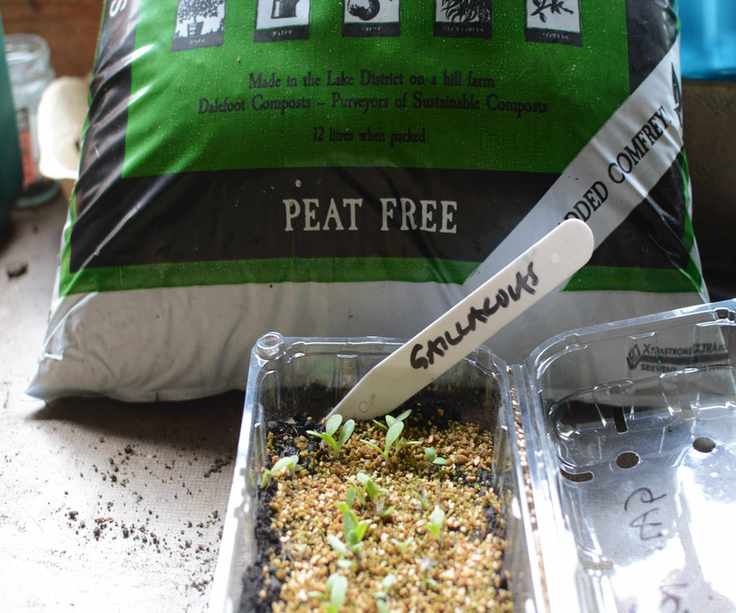 Healthy seedlings grown in peat-free compost