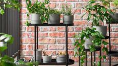 Black steel plant stand with gray plant pots on a balcony