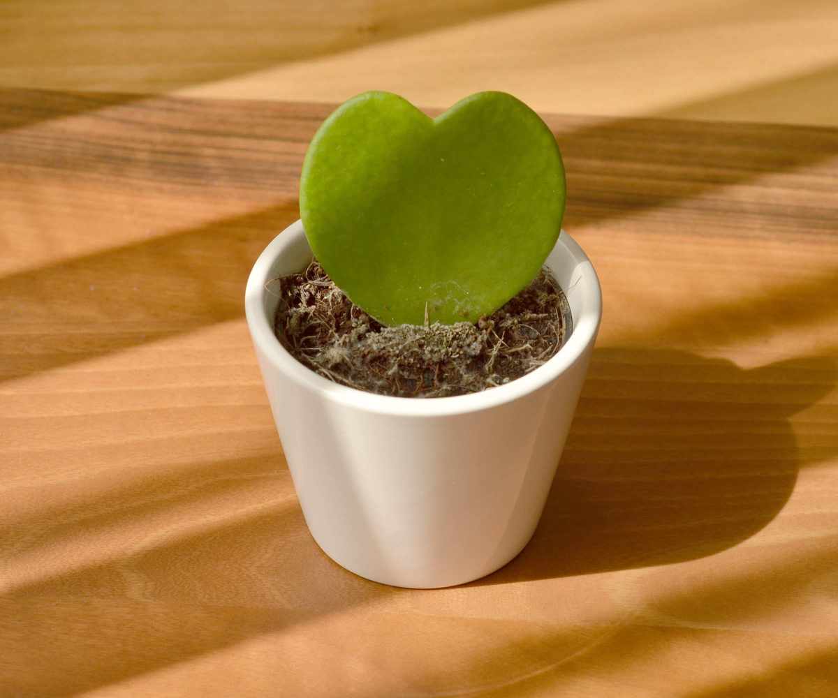 Sweetheart hoya in a white pot with bright light
