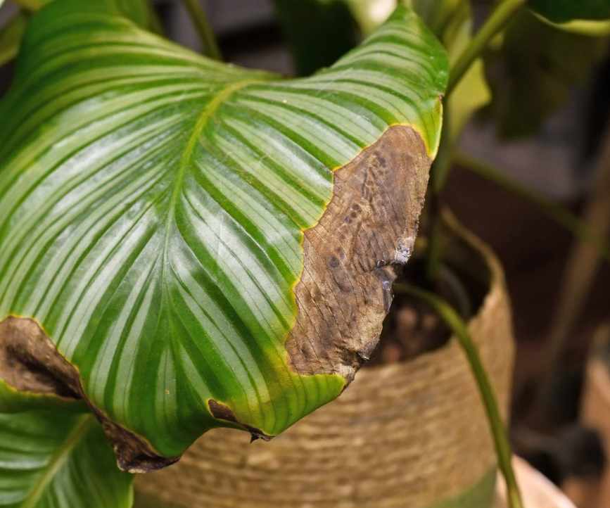 Calathea leaf damage