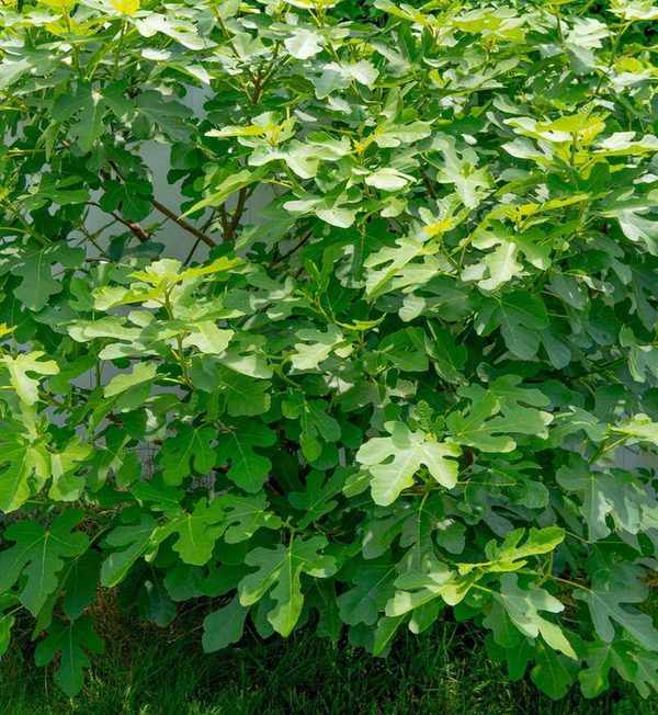 Chicago Hardy Fig Tree