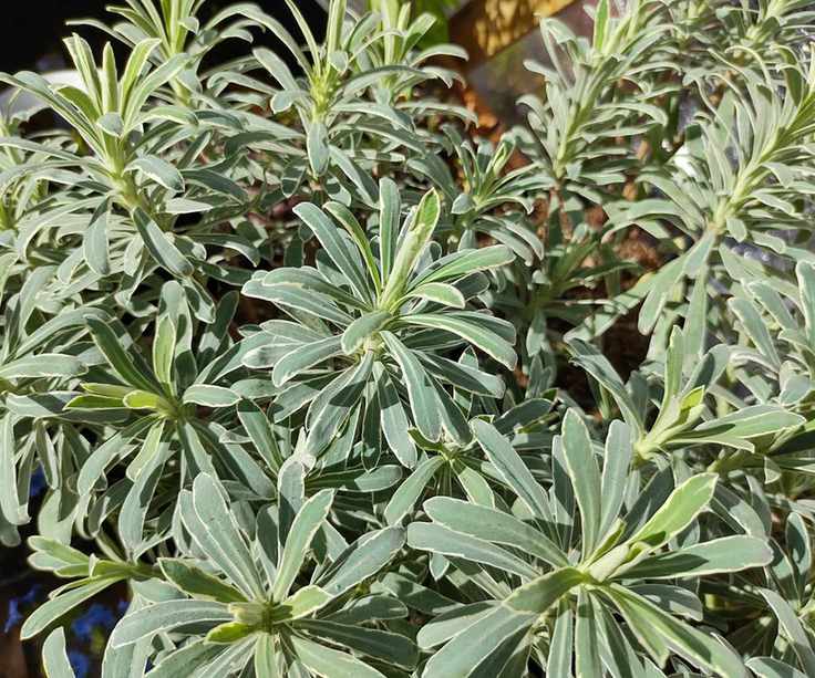 Euphorbia 'Glacier Blue'