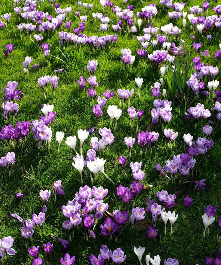Crocus flowers in a lawn