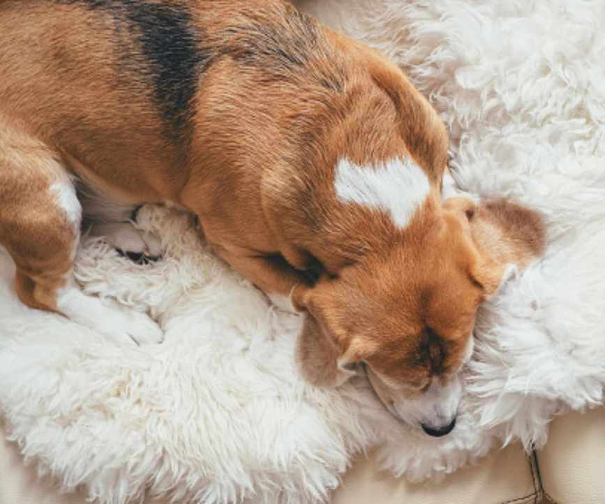 A dog on a rug