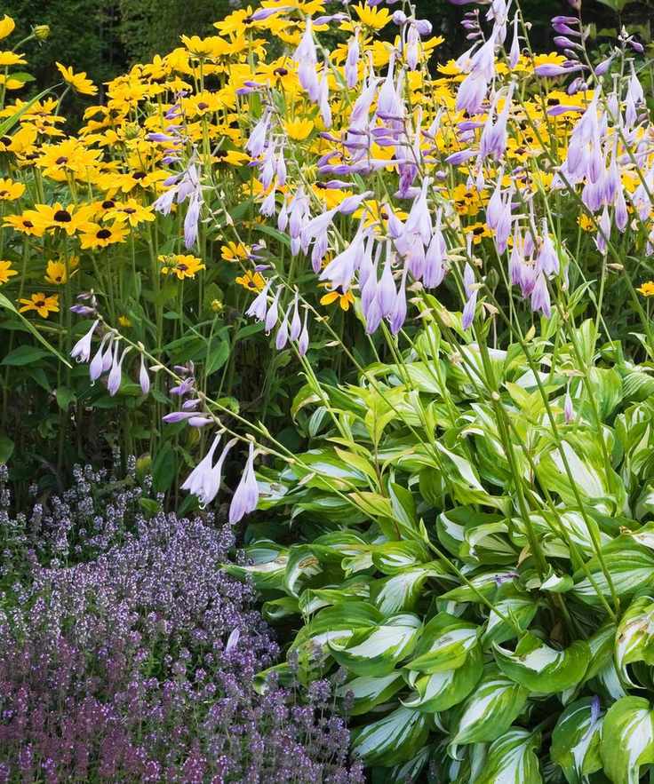Hostas in a fall garden
