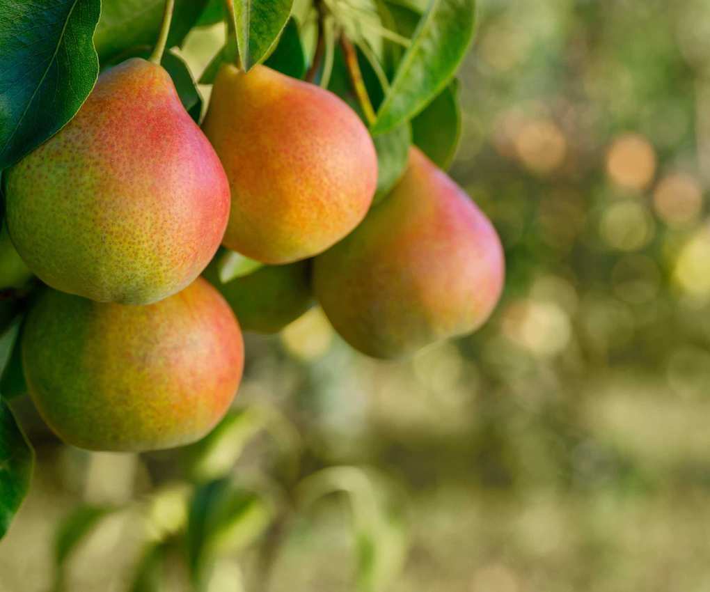 Pears fruiting on a pear tree