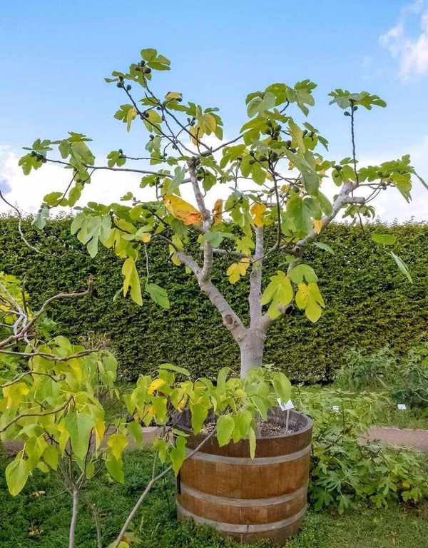 fig tree growing in half barrel container