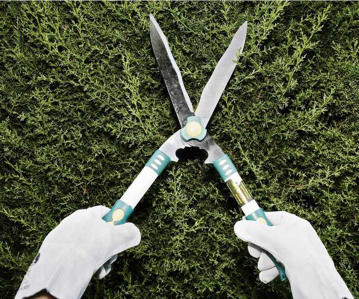 Hedge shears