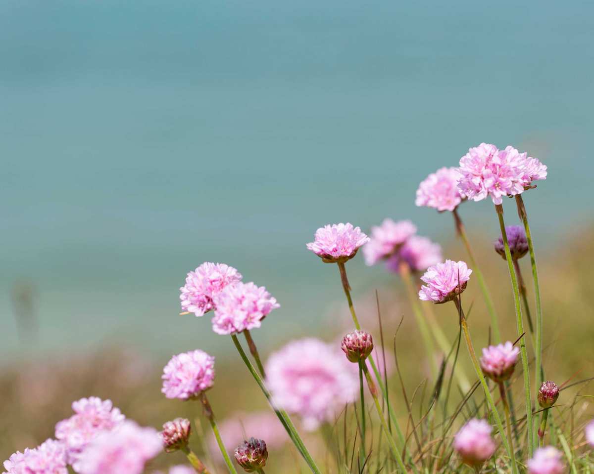 sea thrift growing in coastal garden