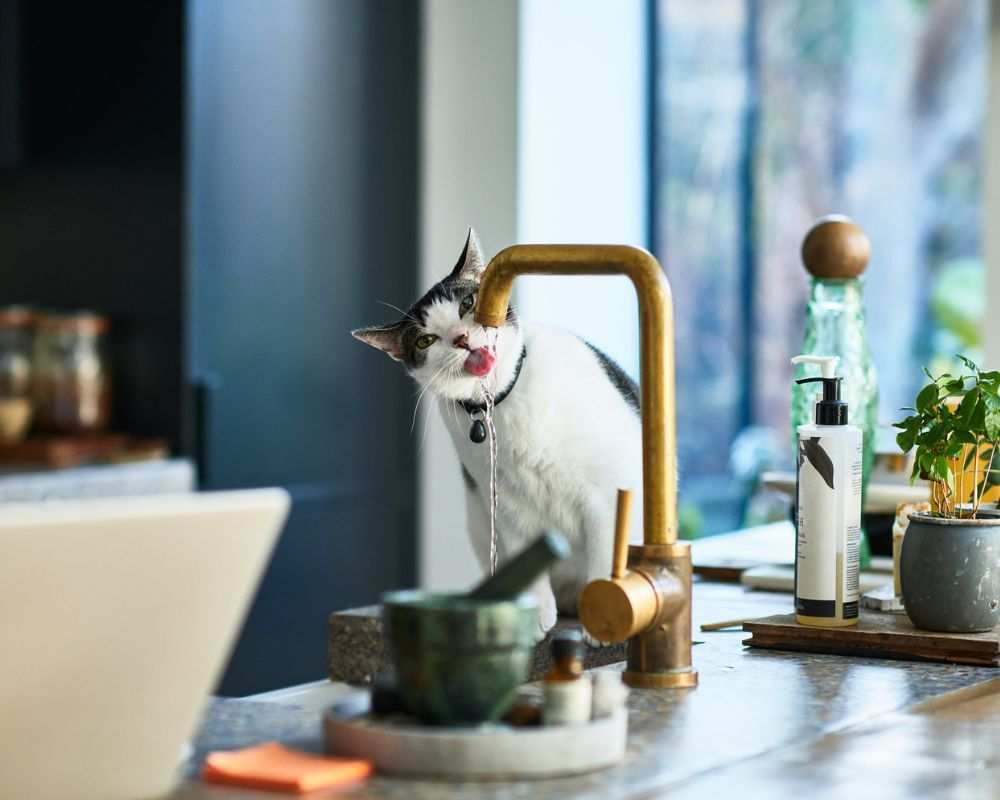 A gray and white cat drinking from a gold faucet on top of a kitchen counter, with dark blue cupboards in the background