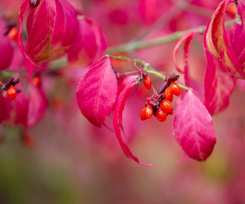 Euonymus alatus pink leaves and red berries