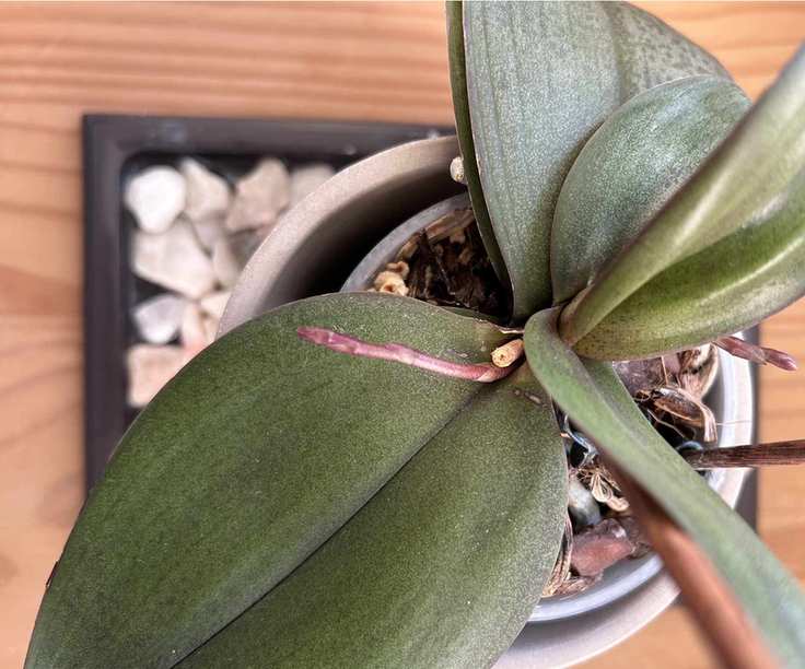 Overhead shot of a pottered orchid sitting in a black pebble tray on a wooden tabletop.