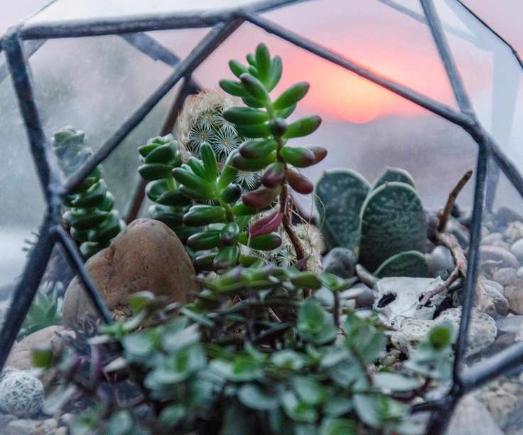 Geometric Terrarium Container