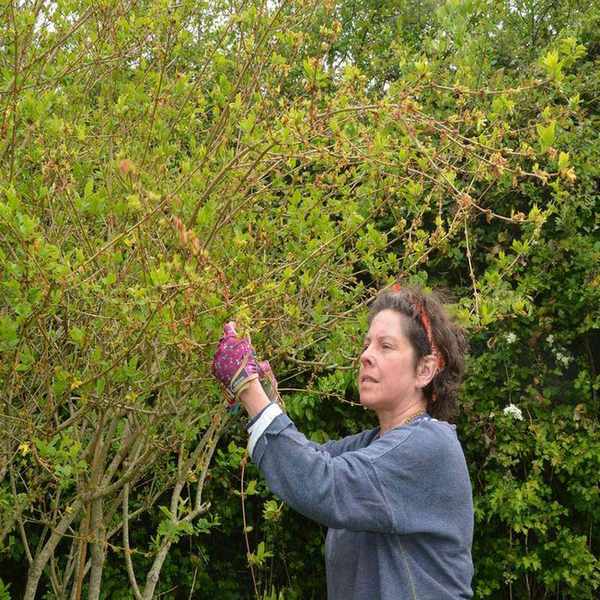 A woman pruning forsythia after bloom in late spring