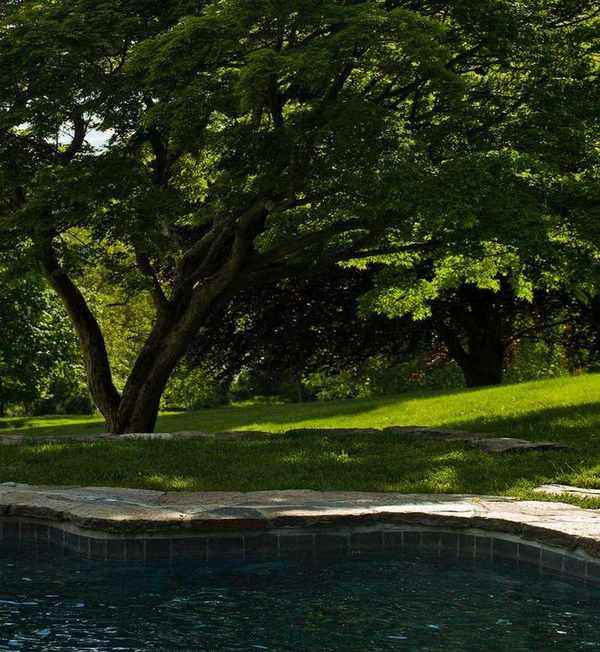 shade tree next to pool