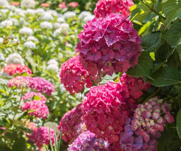 Hydrangea in bloom in the sun