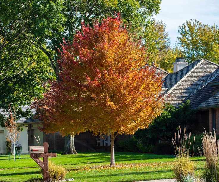 Acer rubrum Summer Red