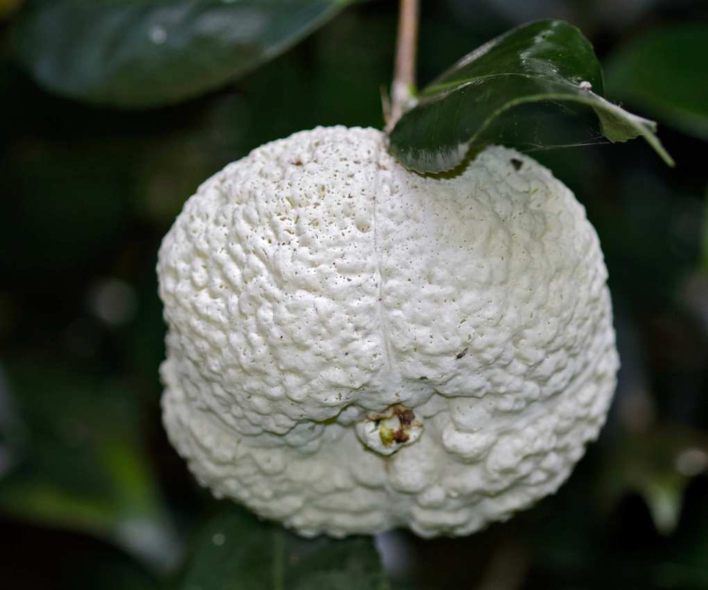 White camellia gall