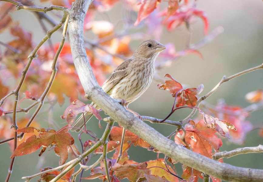 Top 10 Trees That Benefit Wildlife: Food, Shelter, and Beauty