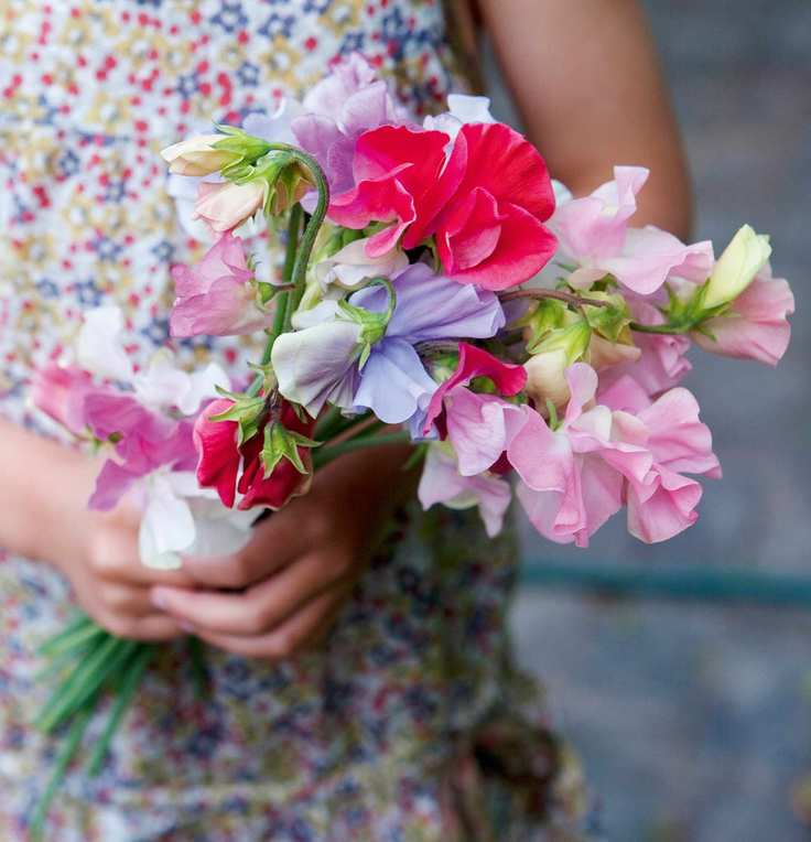 How to grow sweet peas