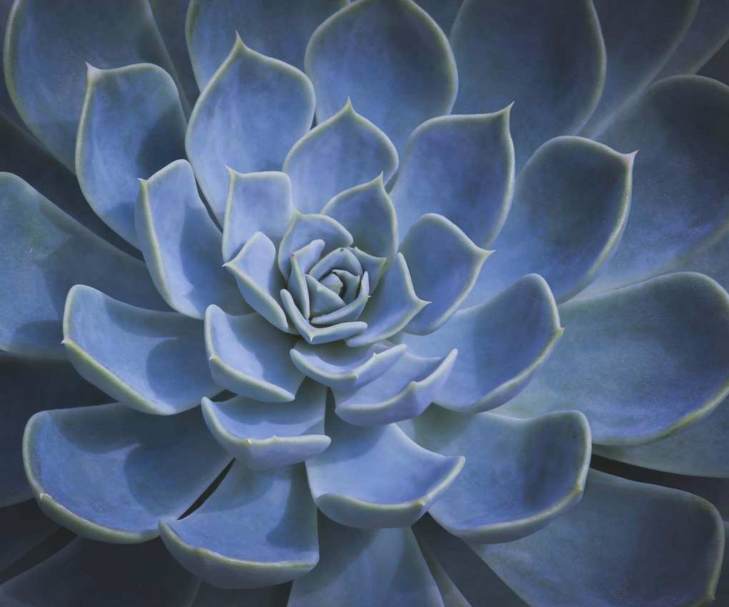 Blue echeveria