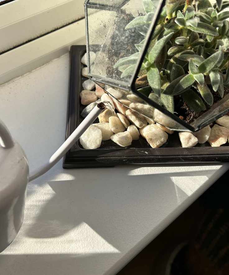 A glass and metal terrarium containing a succulent sitting on top of a black pebble tray on a window sill, the corner of a gray watering can to the left