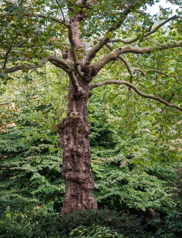 London planetree