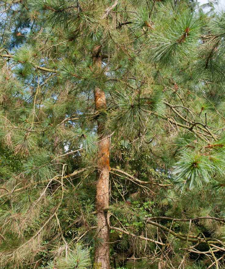 PINUS AYACAHUITE or Mexican White Pine
