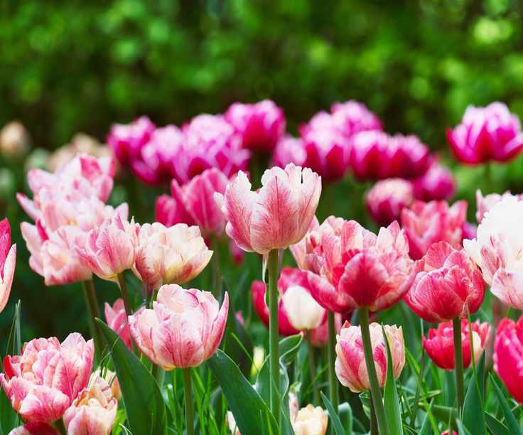Double Tulip