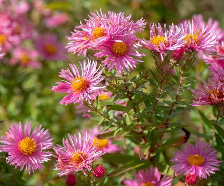 Beautiful late summer flowering Aster flowers