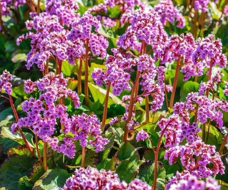 Pink flowers of Bergenia cordifolia
