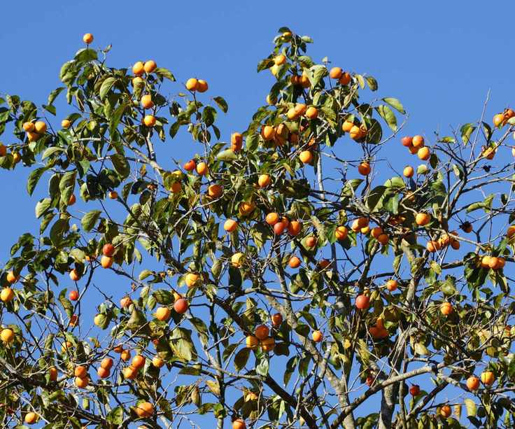 Persimmon tree in sunlight